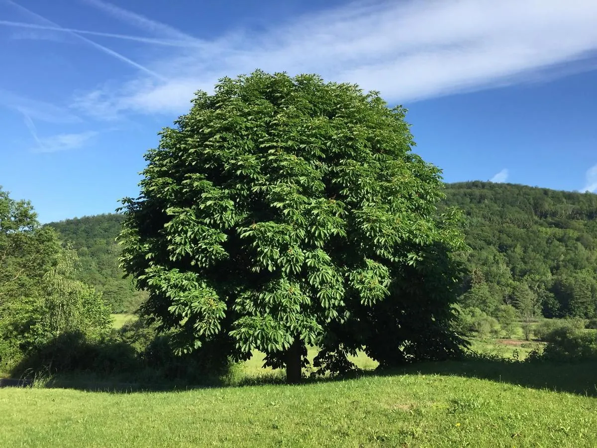 Landhotel Weisses Ross Garni Bad Brückenau Tyskland